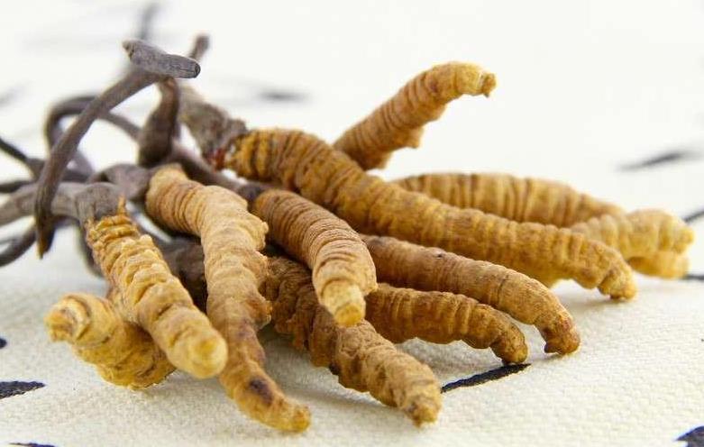 广州虫草回收价格