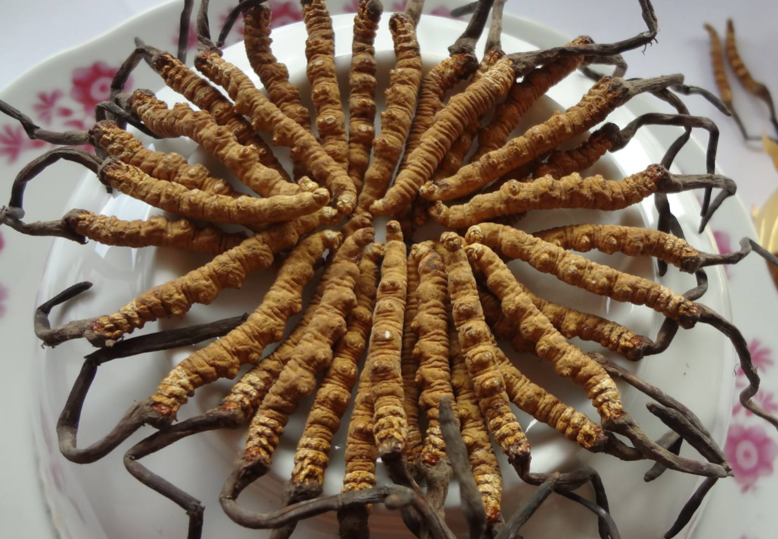 广州回收虫草价值现场当面评估