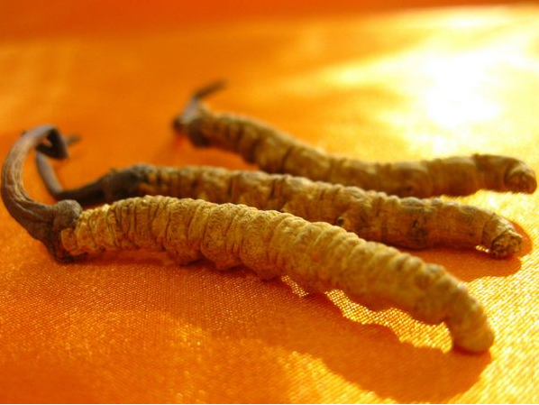 海珠回收2000-3000条规格冬虫夏草多少钱一克