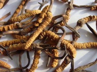 关于广州回收冬虫夏草价格