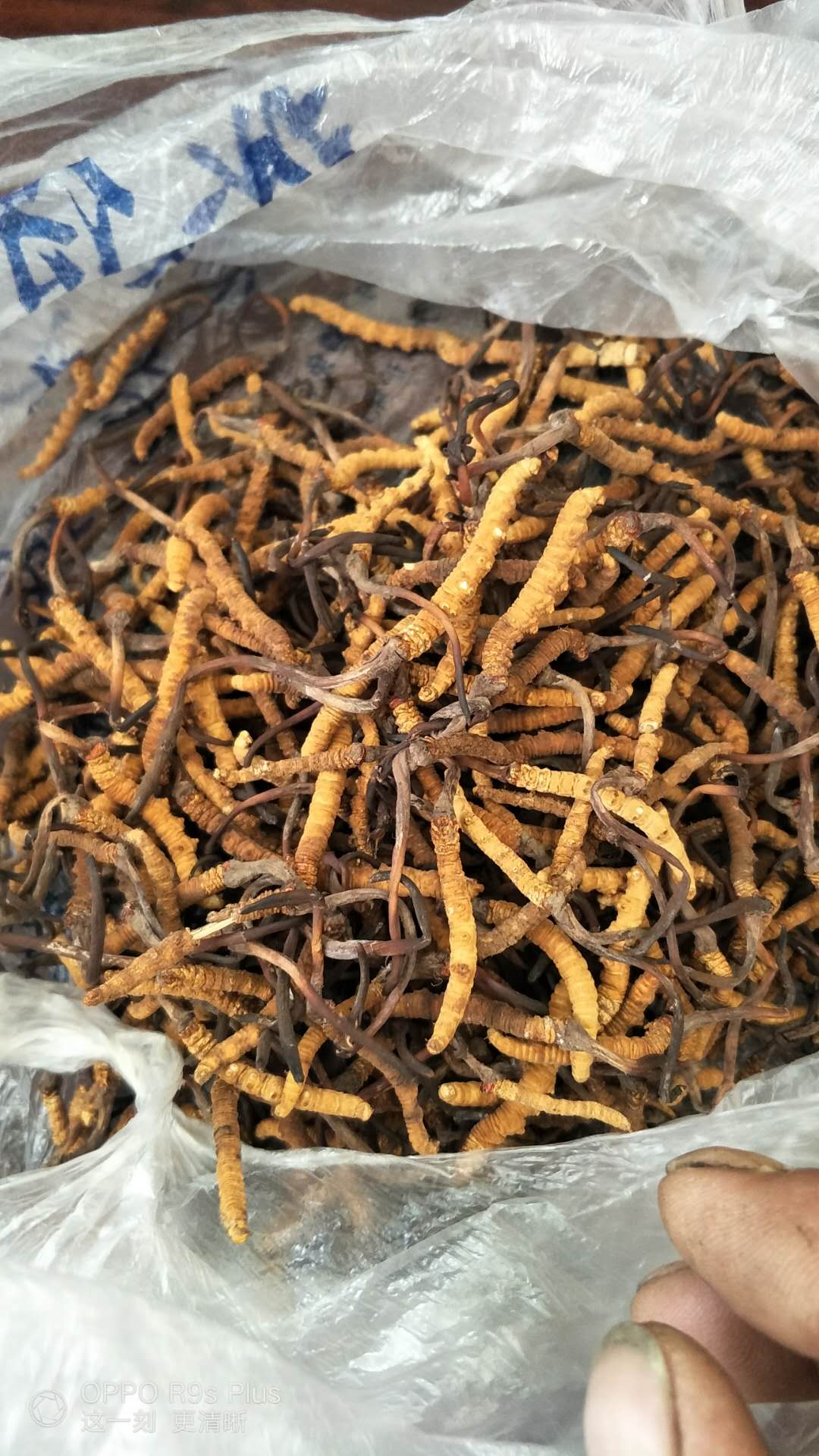 广州市回收冬虫夏草-哪里有虫草收购平台