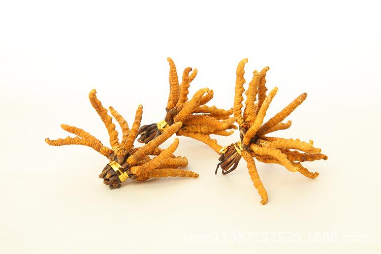广州3000条虫草回收价格