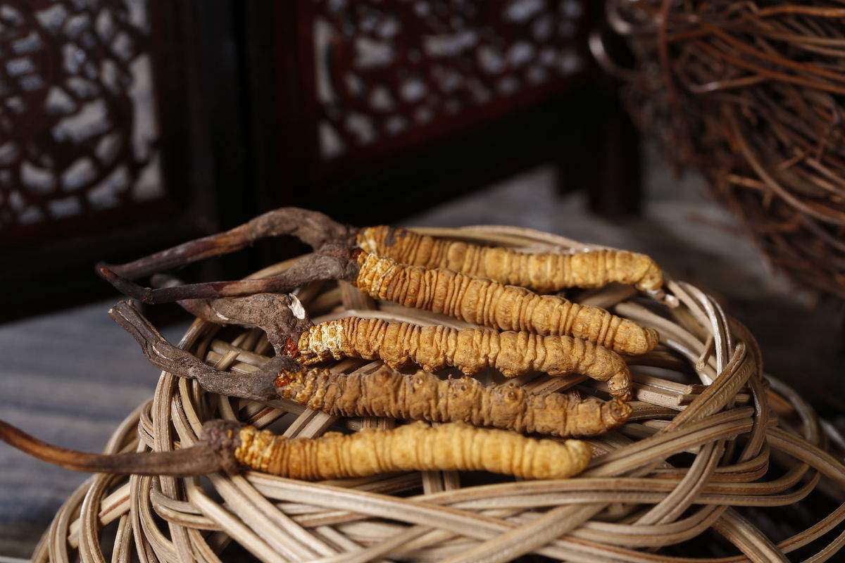 荔湾发霉虫草回收行情