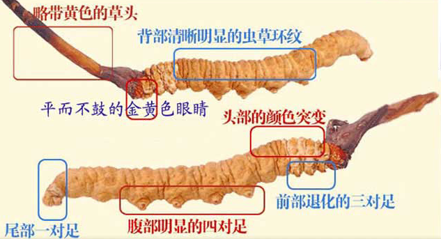 白云散装虫草回收上门吗