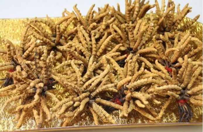 天河今日虫草回收商家报价