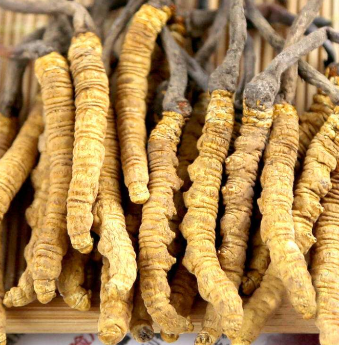 越秀虫草回收诚信商家