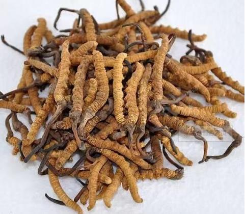 天河虫草鉴定报价