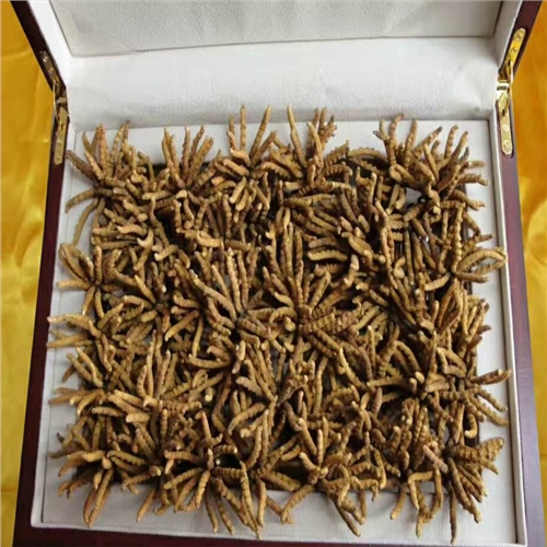 南沙虫草回收商家联系方式
