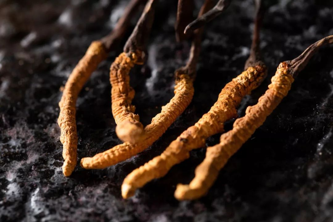 荔湾回收虫草规格大小价格多少