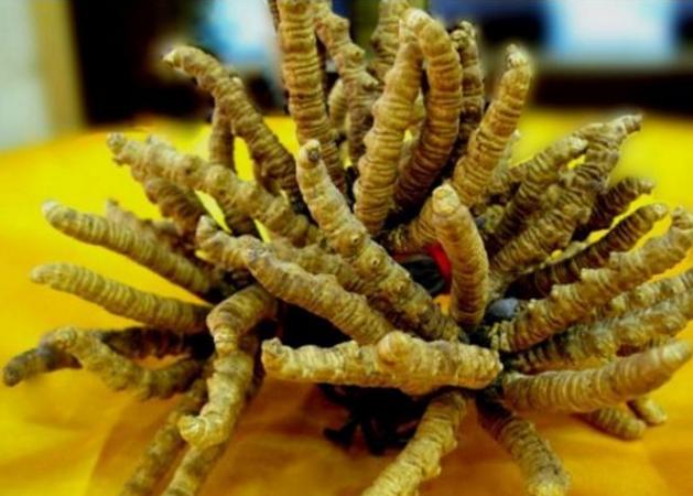 花都虫草回收多少钱一克