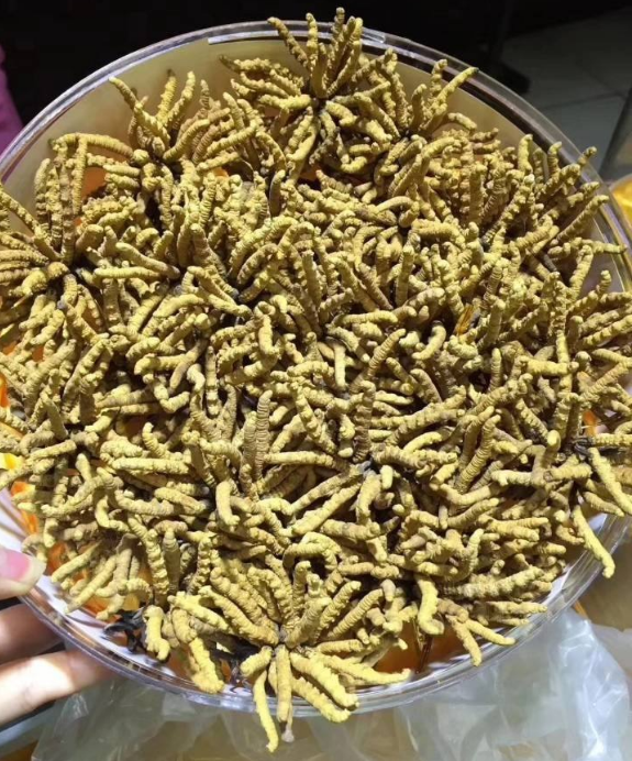 南沙附近回收虫草今日行情